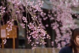 2013 角館 2013 角館