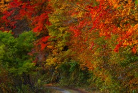 Daily Photograph 354 森吉山 紅葉 2013