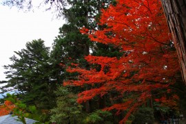 Daily Photograph 369 平泉 中尊寺 紅葉 2013