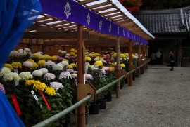 Daily Photograph 374 平泉 中尊寺 紅葉 2013