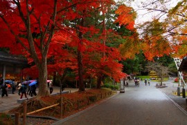 Daily Photograph 376 平泉 中尊寺 紅葉 2013