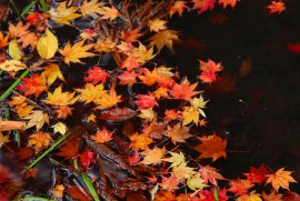 Daily Photograph 377 平泉 中尊寺 紅葉 2013