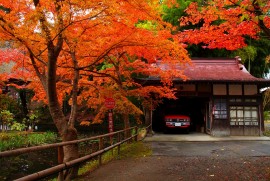 Daily Photograph 378 平泉 中尊寺 紅葉 2013