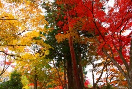 Daily Photograph 381 平泉 中尊寺 紅葉 2013