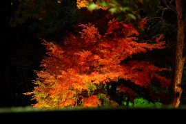 Daily Photograph 383 角館 紅葉 2013