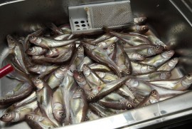 Daily Photograph 420 Daily Photograph 420