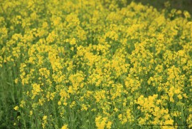 Daily Photograph 578