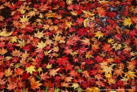 Daily Photograph 786