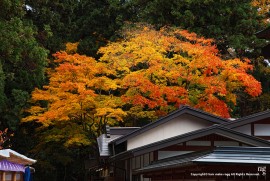 Daily Photograph 789