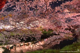 Daily Photograph 936