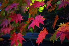 Daily Photograph 1123