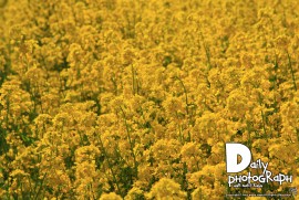 Daily Photograph 1235