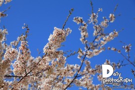 Daily Photograph 1237