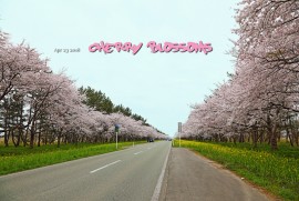 2018 4 23 Cherry Blossoms (平成30年4月25日 秋田県 大潟村 菜の花ロード)