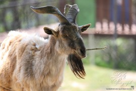 Daily Photograph 1864 Daily Photograph 1864