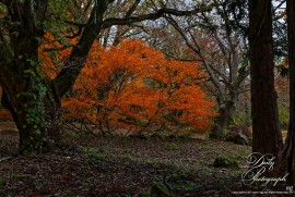 Daily Photograph 2309