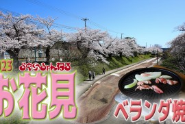 【ゆるく花見2023】ベランダ焼肉 秋田 秋田市 イワタニ カセットコンロ