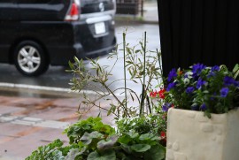 Daily Photograph 2650