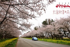 【大潟村 菜の花ロード 2023】