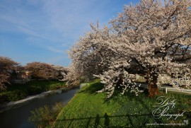 Dairy Photograph 2972