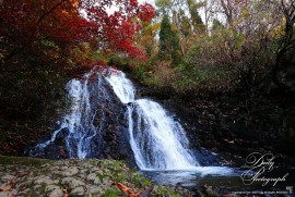 Dairy Photograph 3158