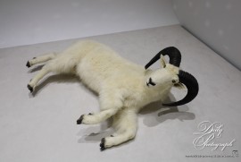 Dairy Photograph 3503